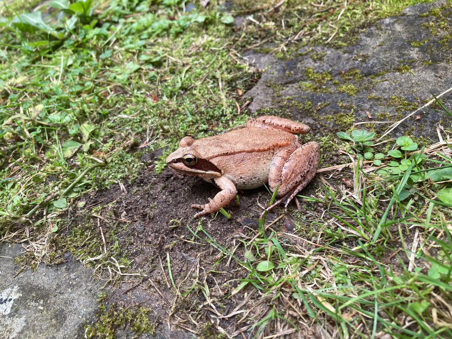 Wood frogs are the first frogs to emerge from hibernation in the Upper Delaware River region. They range up to three inches in length, with pinkish-brown skin and a characteristic dark “robber’s mask” extending from the eye to the eardrum.